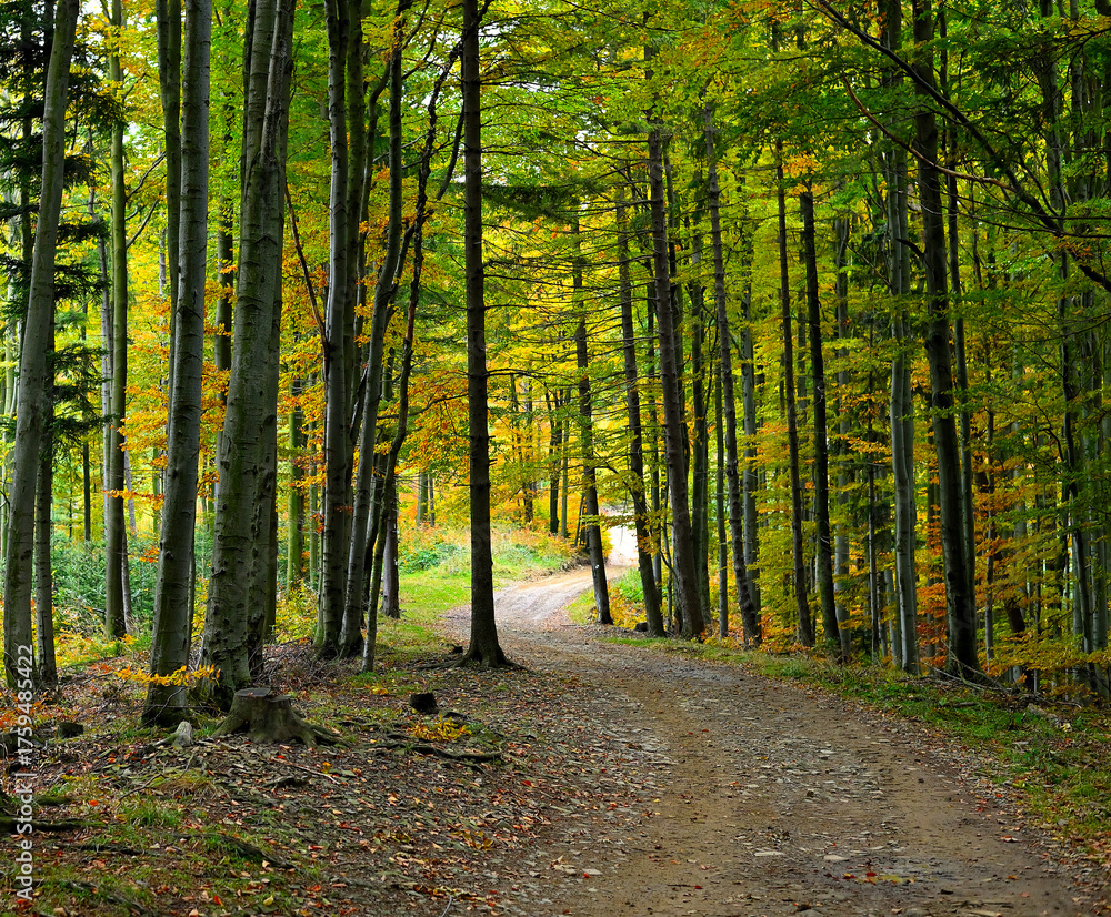 Fototapeta premium Na szlaku w Beskidzie Śląskim