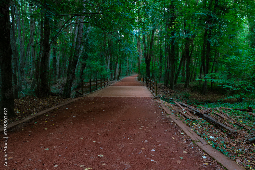 Obraz premium Hiking trail in the forest. A bridge and jogging trail.