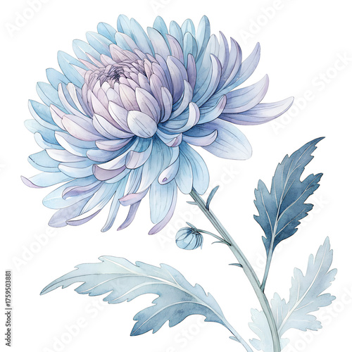 Watercolor Blue Chrysanthemum Flower on White Background