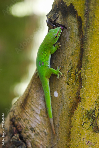 Green lizard licking bark of tree 