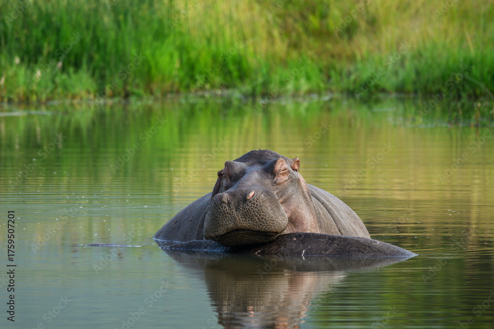 Fototapeta premium A hippopotamus rests its head on another hippo.