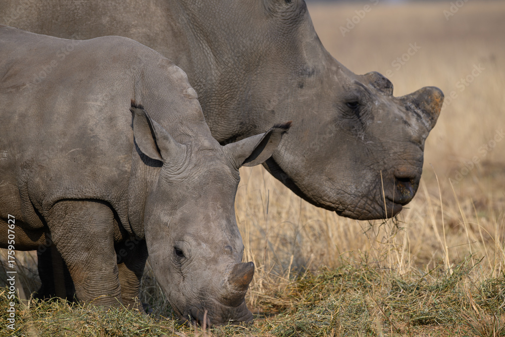 Obraz premium A young white rhino grazing next to its mother