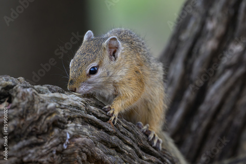 An african tree squirrel on a tree branch