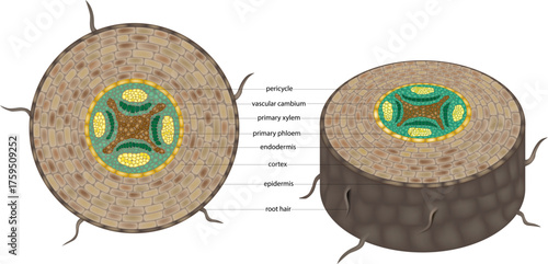 Educational botanical illustration showing the cross section of a plant root with labeled structures, including epidermis, cortex, endodermis, pericycle, vascular cambium, primary xylem, and phloem 