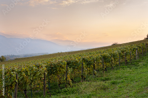 An autumn scenic of French vineyard surrounded by mountain alps during evening in autumn with golden twilight color and a cloudy sky over the ridge of alpine of Savoie region.
