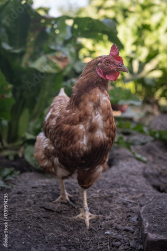 Obraz na plátne A brown older domestic hen in an outdoor free-range organic farm