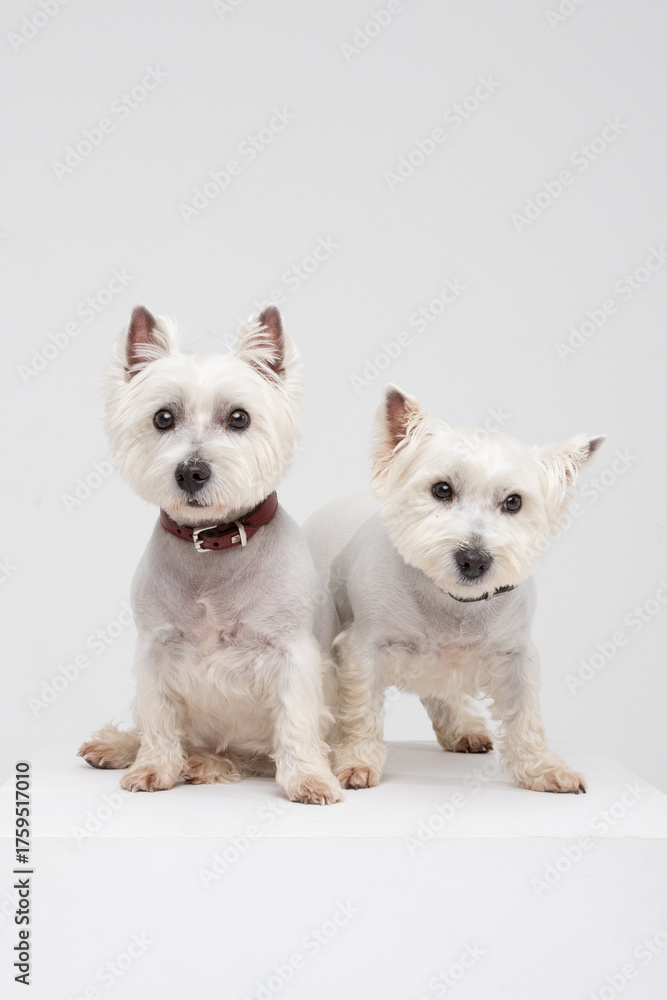 Obraz premium West Highland White Terrier