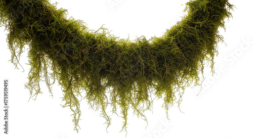 Lush green moss cascade against a stark isolated setting creating a vibrant and organic display.