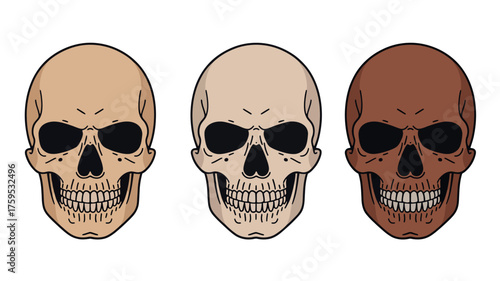 Three human skulls in different skin tones arranged side by side