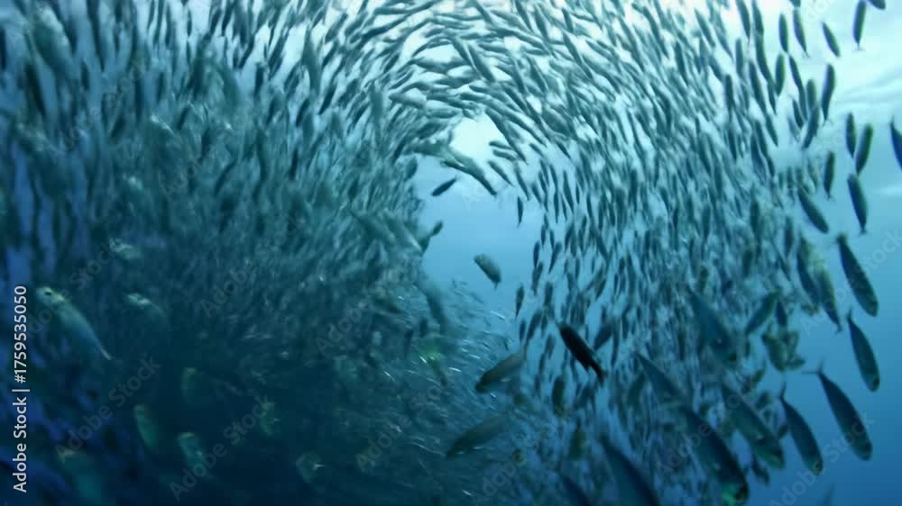 Gleaming Fish A colossal vortex of thousands of gleaming silver fish swirls in a deep ...