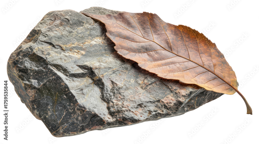 Obraz premium PNG Rock heavy element Leaf shape leaf plant