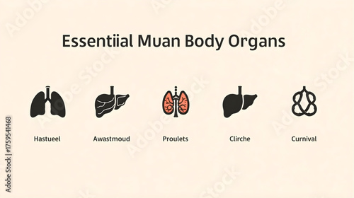 Essential Human Body Organs  Medical Diagram