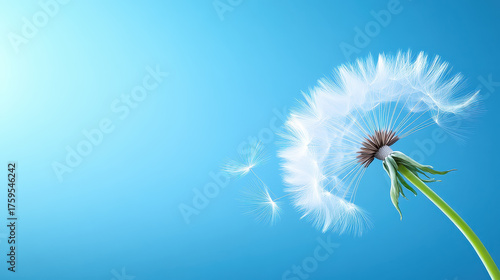 Dandelion seed head blowing in wind with delicate white seeds floating against bright blue sky background, evoking sense of freedom and lightness