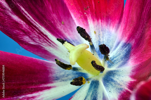 Fototapet Close-up of the pistil and stamens of a beautiful red tulip flower