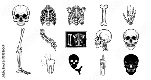 Detailed collection of skeleton and skull drawings with x-ray and candle elements