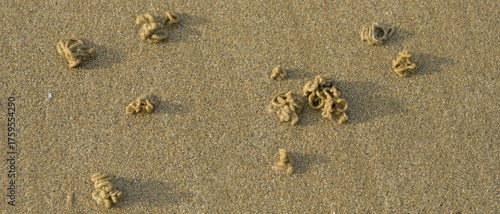 Fotografía Tas de sable enroulés créés par des vers marins ou des arenicola marina, au bord