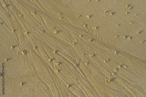 Quadro su tela Vue large de tas de sable enroulés, créés par des vers marins ou arenicola marin