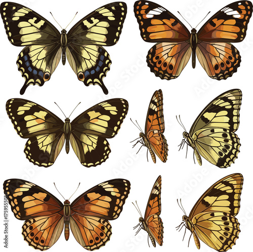 Set of Realistic Colorful Butterflies Vector Illustration | Exotic Vintage Insect Collection with Side and Top Views