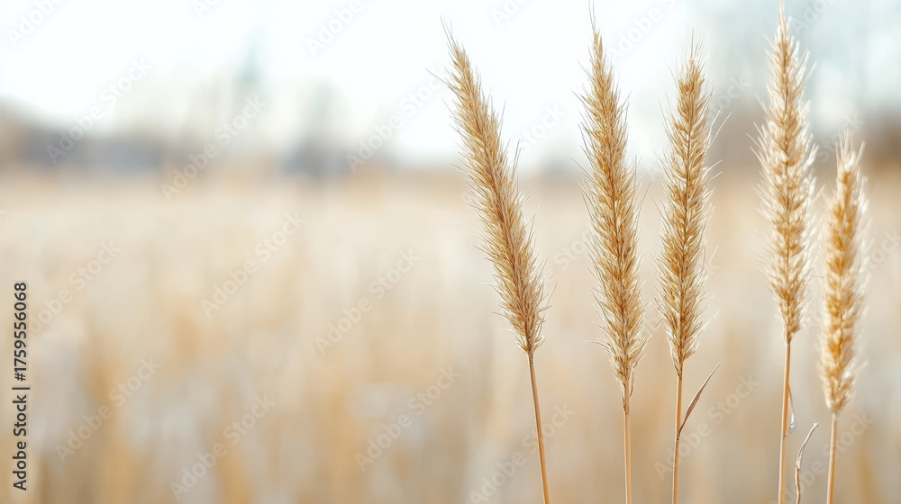 Fototapeta premium Dry grass swaying gently in wind, creating serene and peaceful atmosphere
