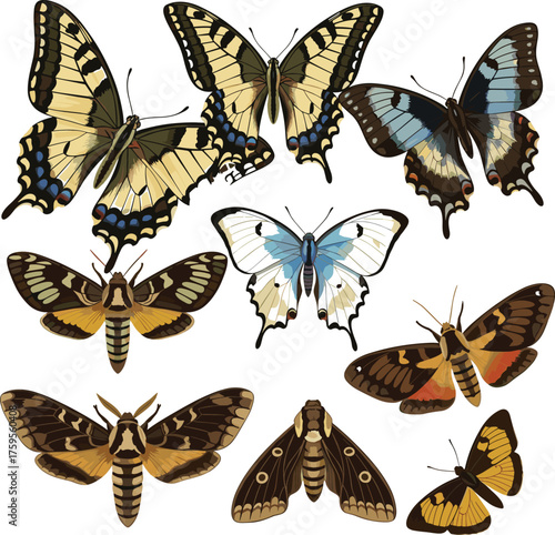 Set of Colorful Butterflies and Moths Vector Illustration | Realistic Swallowtail, Blue, and Nocturnal Insects Collection