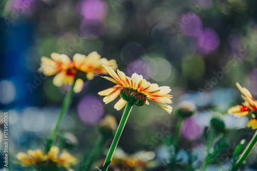 daisy flower in the garden