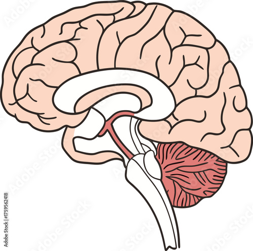 Detailed illustration of a human brain in sagittal view showing internal structures and cerebellum. Vector