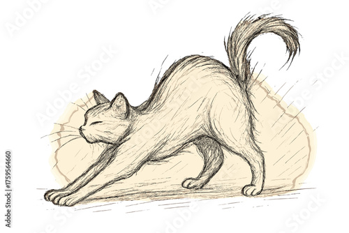 Cat stretching quick sketch tail suggesting posture fur arched vector detail illustration