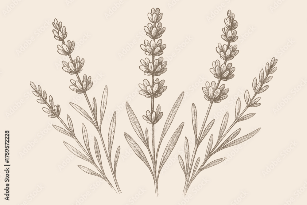 Fototapeta premium Pencil lavender sprigs hatching sketch vector shading textured delicate illustration
