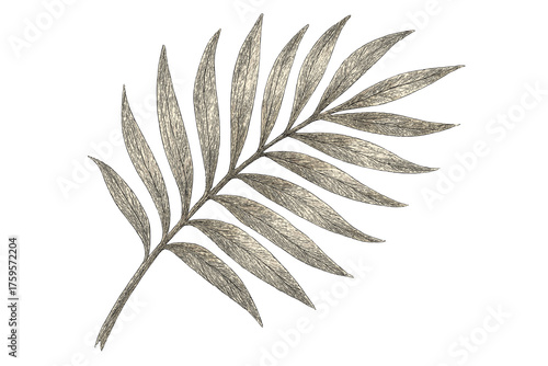 Vector loose shading leaf elongated botanical illustration sketch textured hatching palm