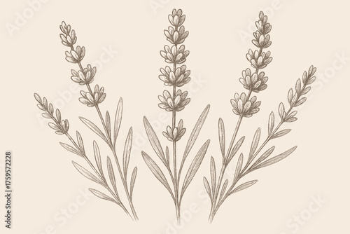 Pencil lavender sprigs hatching sketch vector shading textured delicate illustration