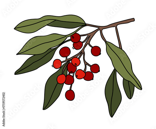 Minimalist vector line illustration of a branch with red berries and green leaves, clean bold outlines, natural organic shape, centered on transparent background in simple flat style