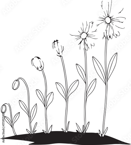 Stages of Flower Growth: Botanical Illustration of Plant Development from Bud to Bloom