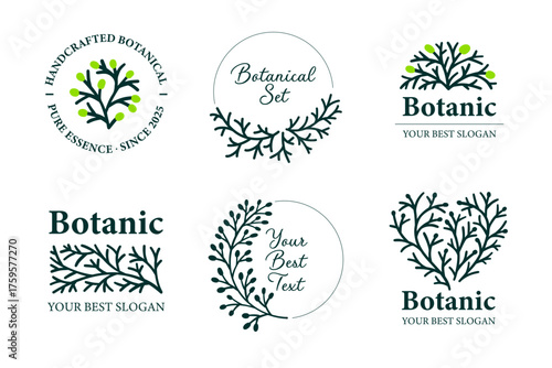 Botanical Logo Templates with Hand-Drawn Cypress Branch. Coniferous design elements
