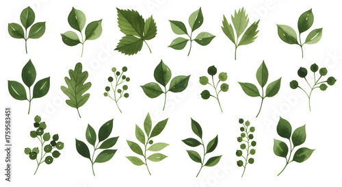 Green Watercolor Leaves and Berries Isolated On Transparent Background Pattern