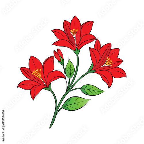 kaffir lily major bright red line art on white 
