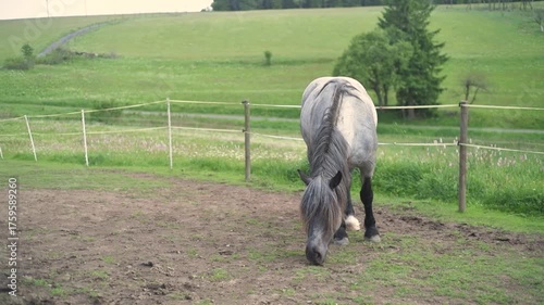 Countryside natural horse riding school organic