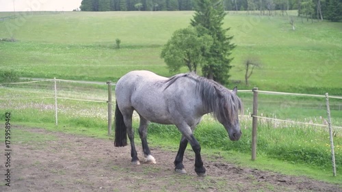 Countryside natural horse riding school organic