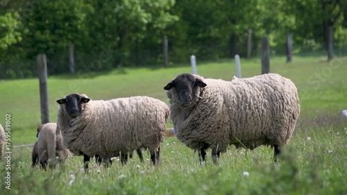 Sheep natural wild nature organic bio farm farming maedow