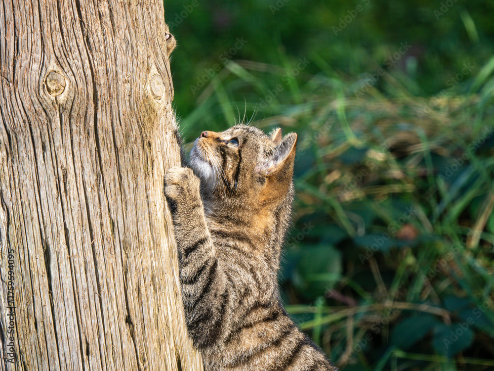 Fototapeta premium Scottish Wildcat Scratching a Tree