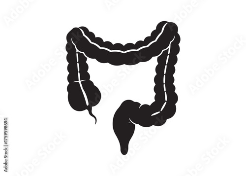 Vector art of large intestine, a human colon anatomical vector