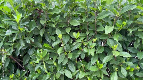 green leaves background