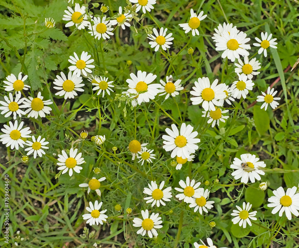 Fototapeta premium Daisies in a green lawn - Bellis perennis.