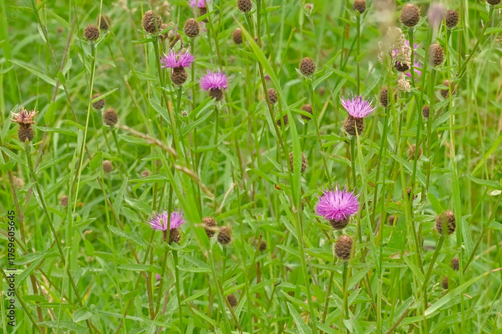 Obraz premium Overhead view on the purple flowers of brown knapweed - Centaurea jacea 