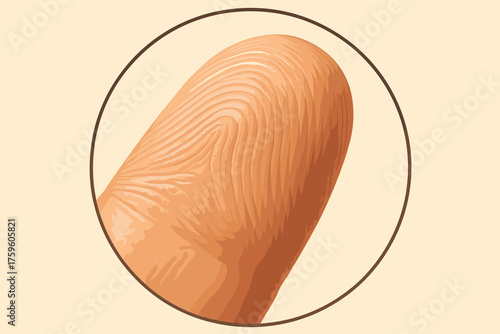 Pore shading textures fingertip illustration natural skin ridges soft detail view vector