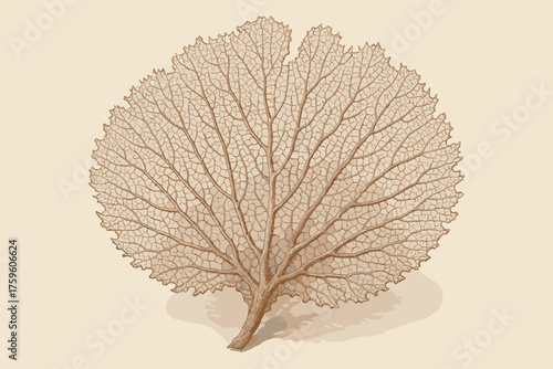 Its vector shadows leaf dried illustration pink brittle specimen coral