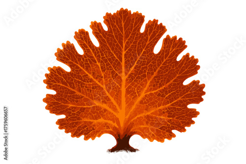 Illuminated from leaf vector translucent mesh orange gradient behind coral illustration