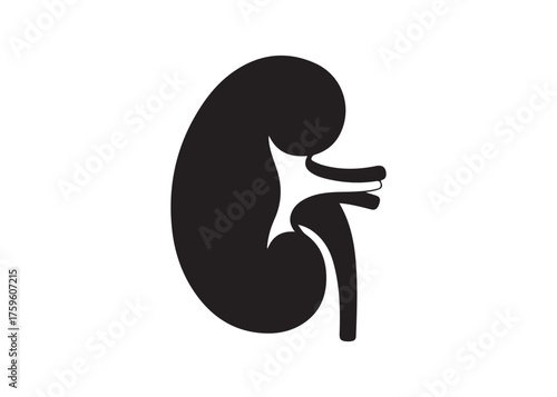 Vector art of human kidney icon, internal organ symbol