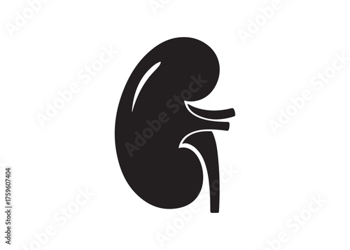 Vector art of human kidney, renal organ anatomy and function