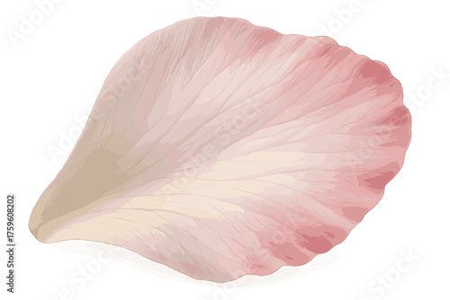Realistic flower illustration blooming petal veins folds delicate vector translucent soft close