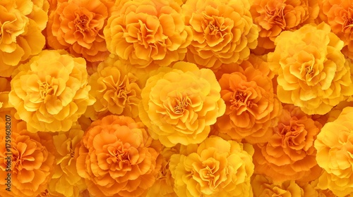 Bright orange and yellow marigold flowers full frame background